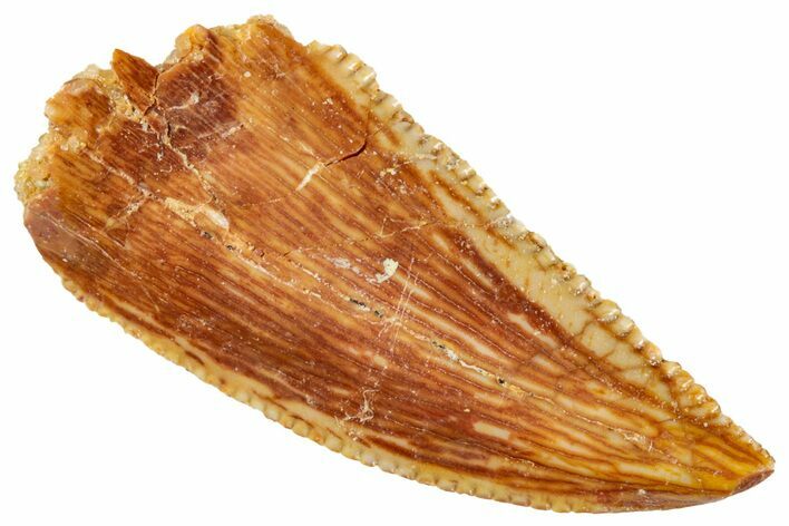 Serrated, Raptor Tooth - Real Dinosaur Tooth #269391